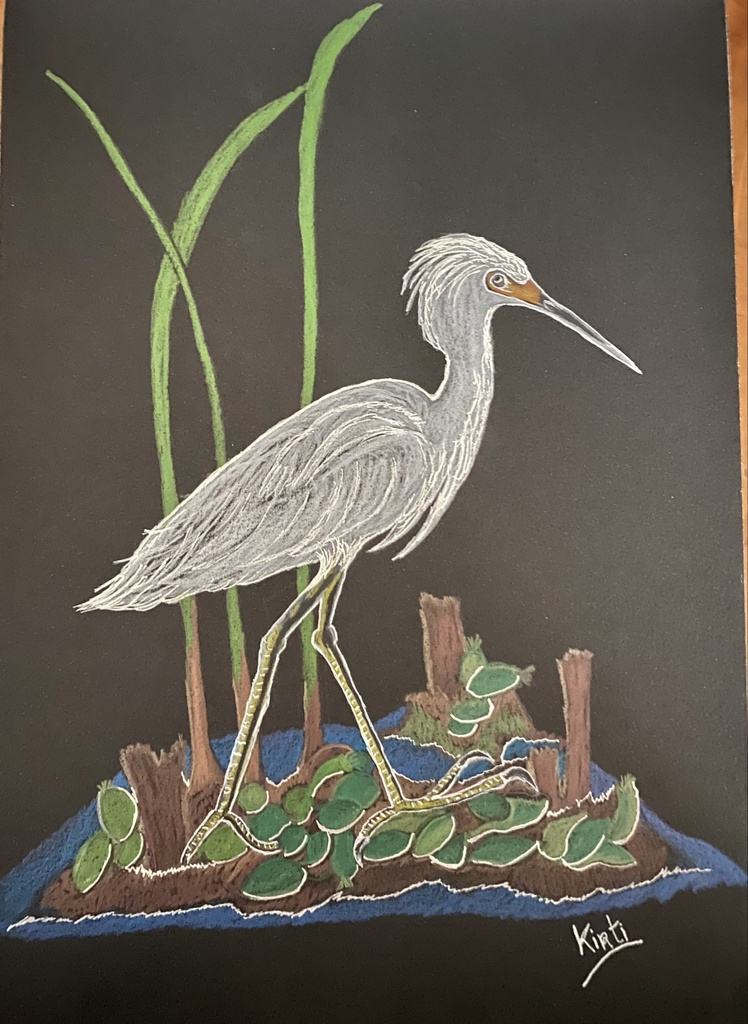 [Ilustración de Garza Chica en hoja block de cartulina de color negro. 29,7x21 cm.] Ilustración Garza Chica